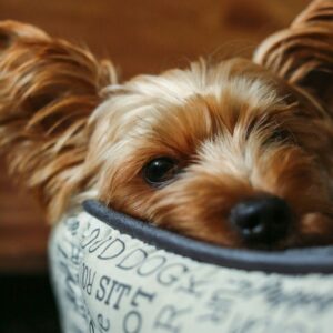 Pet Bed